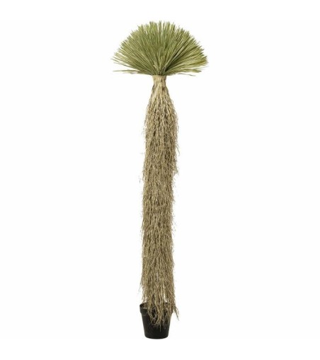 KARE roślina dekoracyjna YUCCA ROSTRATA   240 cm