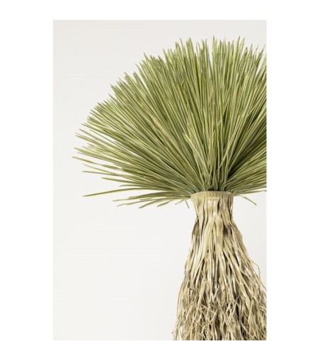 KARE roślina dekoracyjna YUCCA ROSTRATA   240 cm