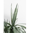 KARE roślina dekoracyjna DRAGON TREE 155  cm
